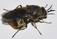 Pycnomalla splendens