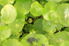 Hydrocotyle prolifera