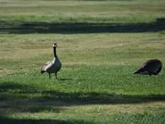 Branta canadensis