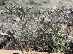 Sphaeralcea grossulariifolia