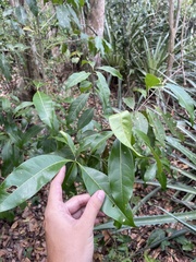 Chionanthus compactus