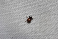 Attelabinae