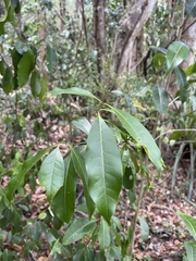 Chionanthus compactus