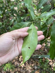 Chionanthus compactus