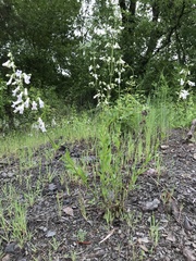 Penstemon arkansanus