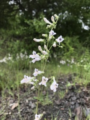 Penstemon arkansanus