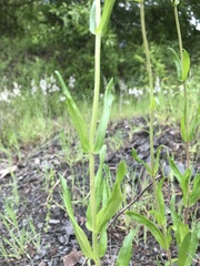 Penstemon arkansanus