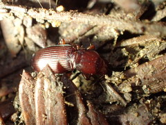 Pterostichus angustus