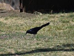 Quiscalus mexicanus