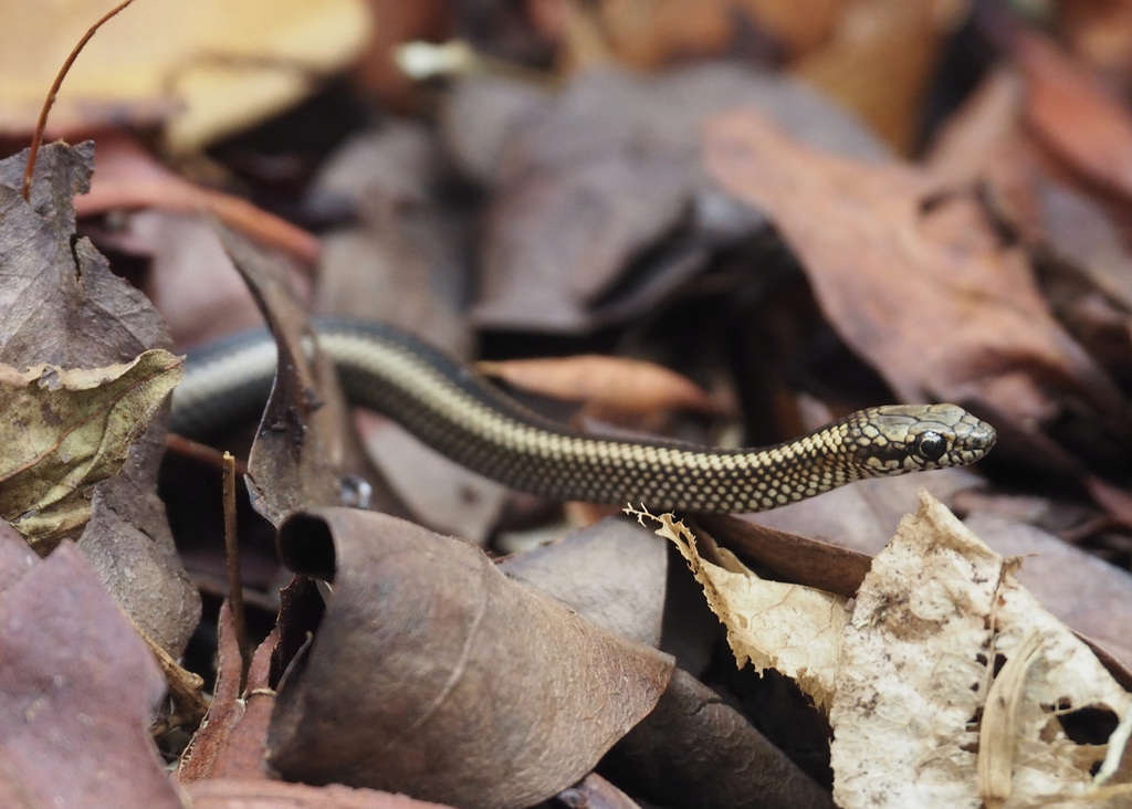 Striped Galapagos Snake
