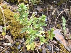 Spring Speedwell (Veronica verna)
