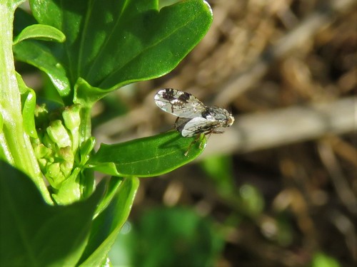 Tephritis angustipennis · iNaturalist