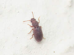 Berginus tamarisci