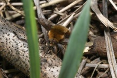 Bombylius medius