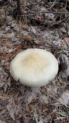 Leucopaxillus albissimus image