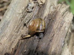Zonitidae