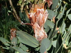 Protea lacticolor