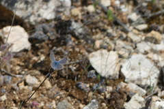 Pseudophilotes panoptes