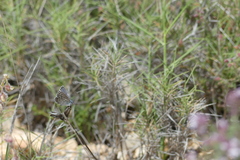 Pseudophilotes panoptes