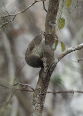 Camarhynchus parvulus