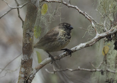 Camarhynchus parvulus