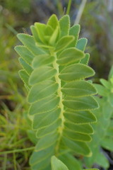 Agathosma crenulata
