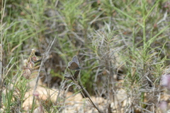 Pseudophilotes panoptes