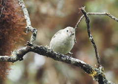 Camarhynchus pallidus