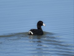 Fulica americana
