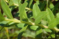 Agathosma crenulata