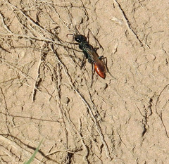 Chlorion hemipyrrhum