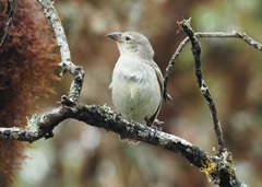 Camarhynchus pallidus