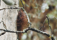 Camarhynchus pallidus