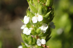 Muraltia alba