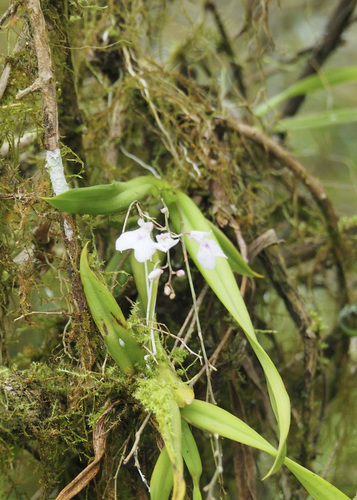 Image of Ionopsis utricularioides by (c) John G. Phillips, some rights reserved (CC BY)