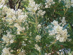 Buddleja saligna