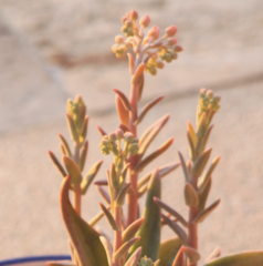 Dudleya nubigena