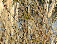 Pseudocolopteryx acutipennis