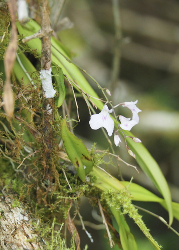 Image of Ionopsis utricularioides by (c) John G. Phillips, some rights reserved (CC BY)