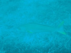 Caulolatilus princeps