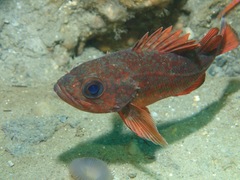 Sebastes miniatus