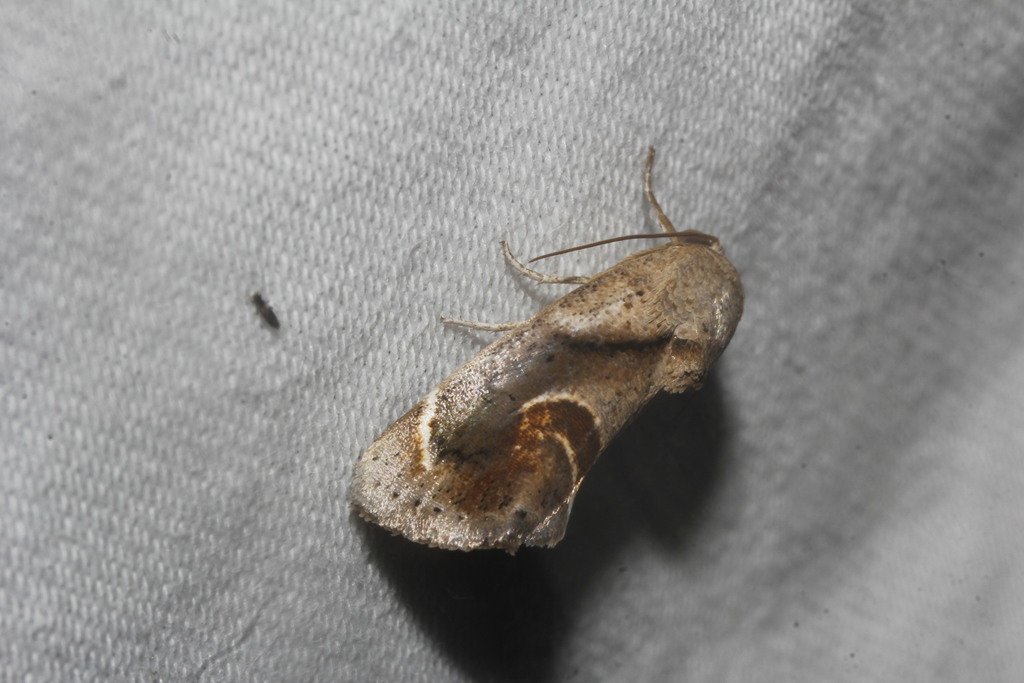 brown cotton leafworm