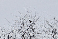 Falco sparverius