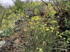 Erysimum crepidifolium