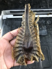 Callorhinchus capensis