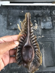 Callorhinchus capensis