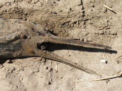 Pontoporia blainvillei