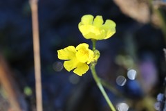 Utricularia inflata