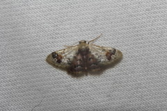 Idaea asceta