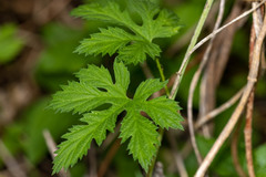 Humulus lupulus